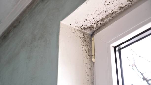 Best Industrial Mold Remediation in Cedar City, UT