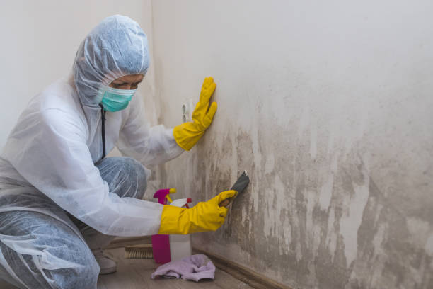 Best DIY Mold Remediation Support Services in Cedar City, UT