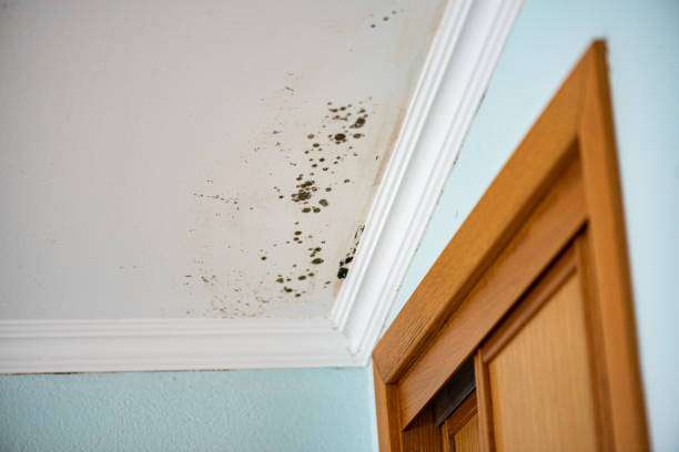 Best Post-Flood Mold Remediation in Cedar City, UT