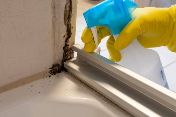 Best Residential Mold Remediation in Cedar City, UT