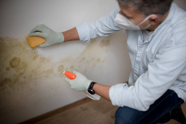 Best Basement Mold Remediation in Cedar City, UT