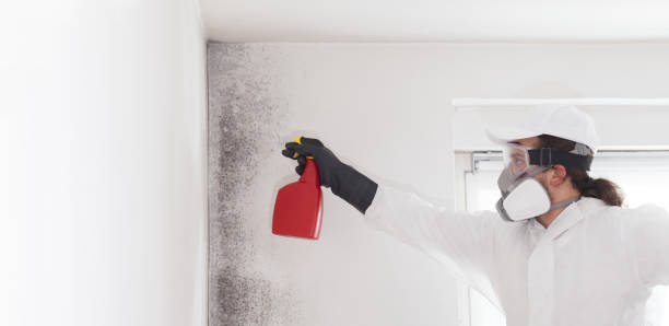 Localized Mold Remediation (e.g., coastal areas, humid climates)