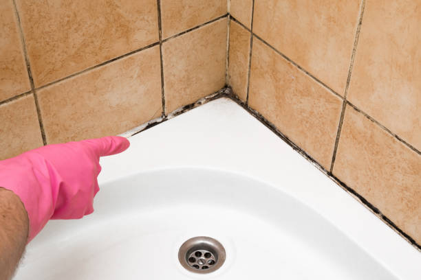 Trusted Cedar City, UT Mold Remediation Experts